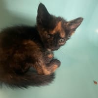 ENIGME, chatte à adopter