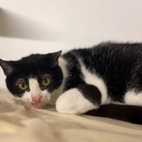 juanita CAB5709, chatte à adopter