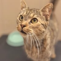 Causette CAB5563, chatte à adopter