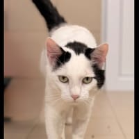 Lancelot CAB5629, chat à adopter