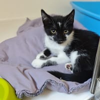 LEONIE, chatte à adopter