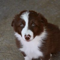 Yoru, chien à adopter