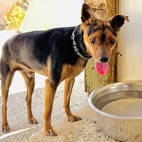 SALTO, chien à adopter