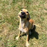 JEÏDA OAA20052, chienne à adopter