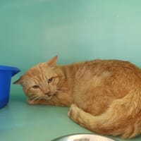 COOCKIE, chat à adopter