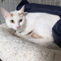 JASMIN ( RESERVE), chat à adopter