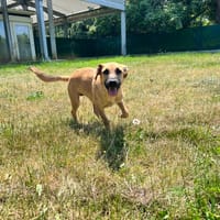 CHAKA OAA20055, chienne à adopter