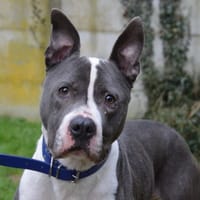 BENEF CHAO, chien à adopter