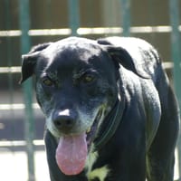 REX, chien à adopter