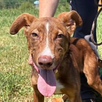 Kyros, chien à adopter