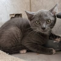 BOBBY, chatte à adopter