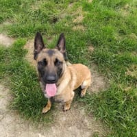 ARKOS, chien à adopter