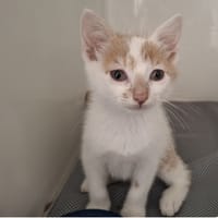 BRETZEL, chat à adopter