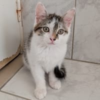 STANY, chatte à adopter