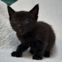 Viking, chat à adopter