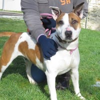 POUCHKA, chienne à adopter