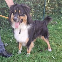 COOKIE, chien à adopter