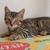 FRENCHY, chat à adopter