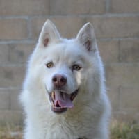 MEDOR DIT OSLO, chien à adopter