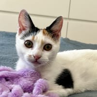 TRICOOL, chatte à adopter