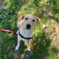 AKLI OAA20053, chien à adopter