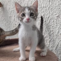 TRANSAT, chat à adopter