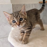 SOLEIL, chat à adopter