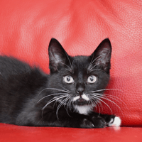 Charlie, chatte à adopter