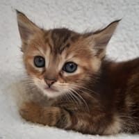Vibrisse, chatte à adopter