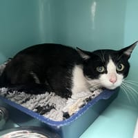 GALOPIN, chat à adopter