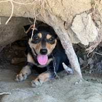 TIKKA, chien à adopter
