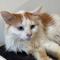 Maponos, chat à adopter