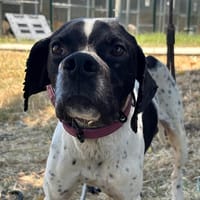 Springsteen, chien à adopter