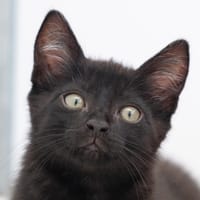 EPICURE, chat à adopter