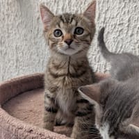 AÏLO, chat à adopter