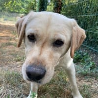 TAXI, chien à adopter