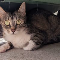 Rosita, chatte à adopter
