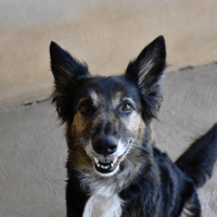 Xena, chienne à adopter
