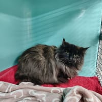 SAKARA ( promise ), chatte à adopter