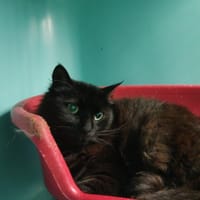 EBENE ZEPHYR, chat à adopter
