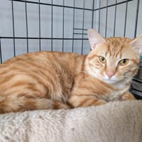 NARCISSE, chat à adopter
