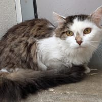 KIMIKO, chatte à adopter