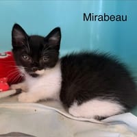 Mirabeau, chat à adopter