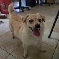 BOULETTE (réservée), chienne à adopter