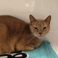 GASPARD, chat à adopter