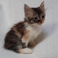 Victoire, chatte à adopter