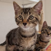 MADEL, chatte à adopter