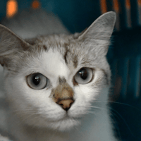 Molly, chatte à adopter