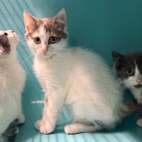BROKEN, chatte à adopter