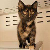 Béa, chatte à adopter